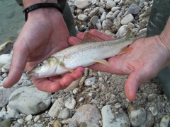 Italian Barbel photo 2