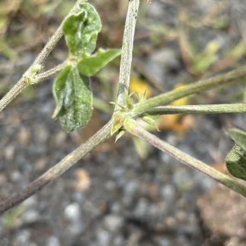 Macroptilium atropurpureum