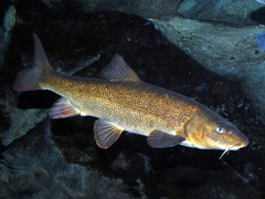 Italian Barbel photo 3