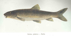 Italian Barbel photo 4