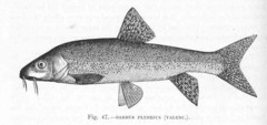 Italian Barbel photo 5