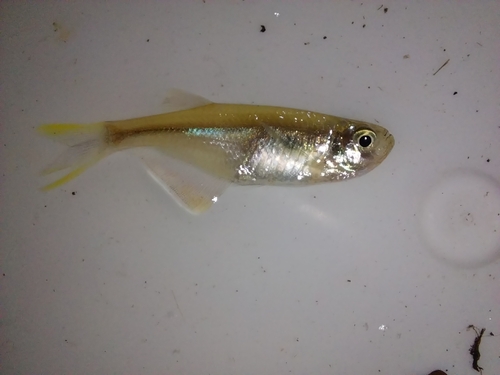 Swordtail characin (Corynopoma riisei) — Characidae — 5