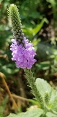 Verbena stricta