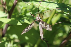 Tipula repanda