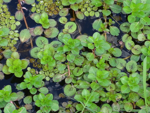 Ludwigia helminthorrhiza, photograph 5