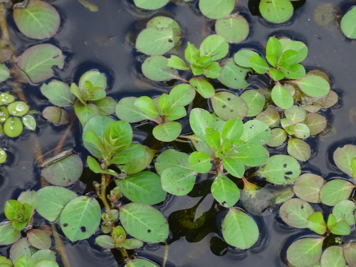 Ludwigia helminthorrhiza, photograph 4