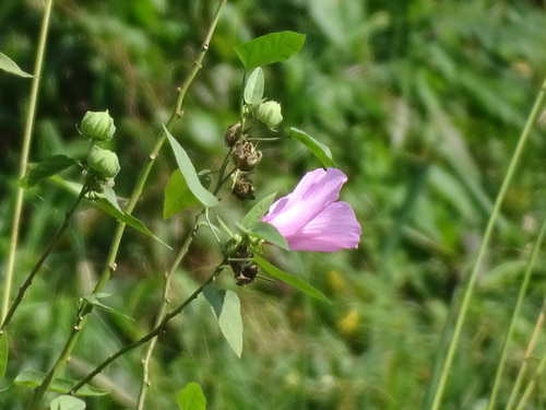 Image of Hibiscus furcellatus by (c) Alexis López Hernández, some rights reserved (CC BY)