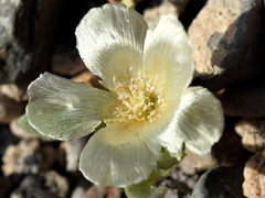 Mentzelia tridentata