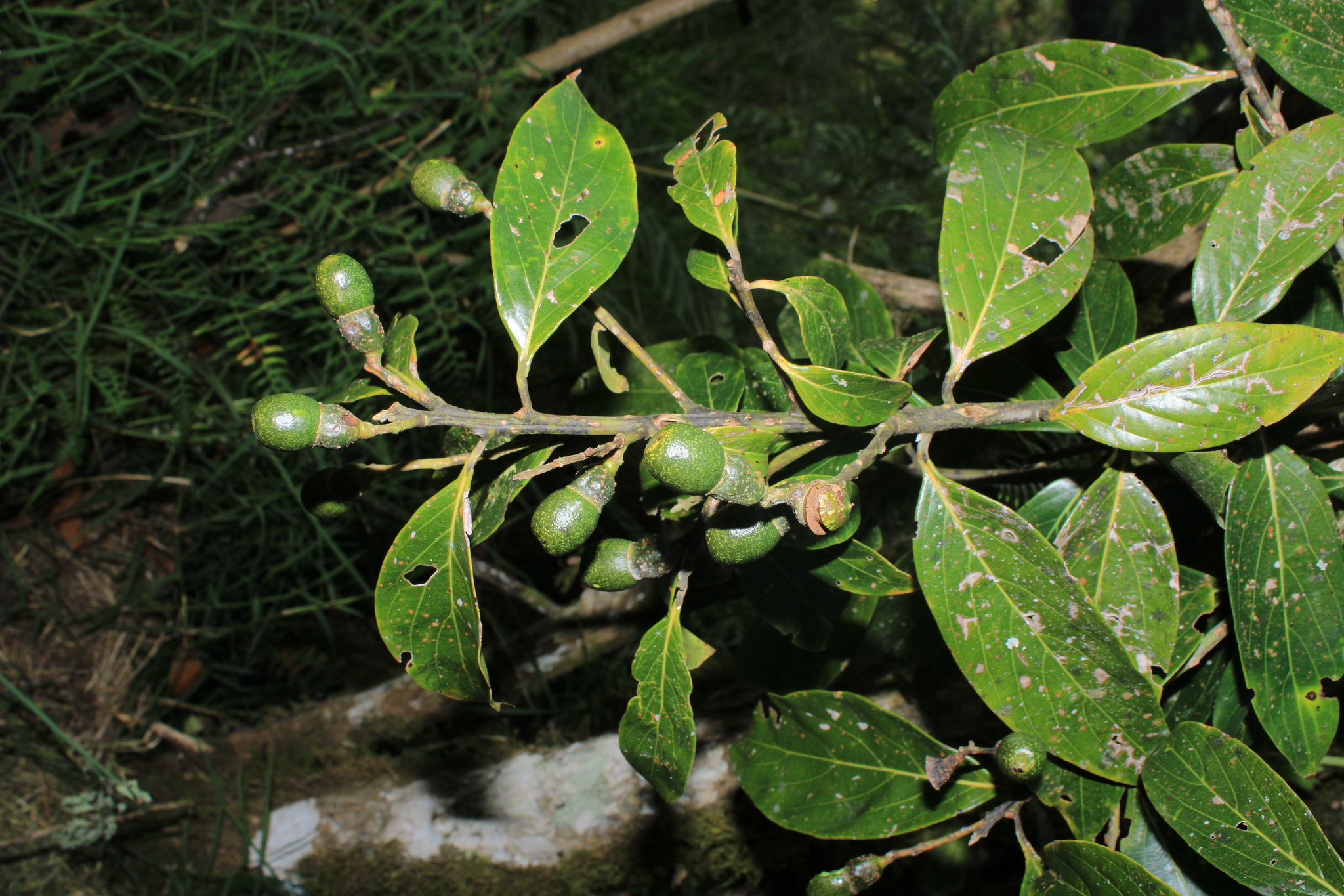 Imagem de Canela-preta