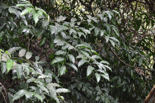 Xanthophyllum flavescens observed 2024-11-15