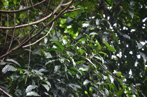 Image of Xanthophyllum flavescens by (c) renjus box, some rights reserved (CC BY)