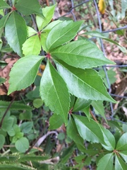 Parthenocissus quinquefolia image