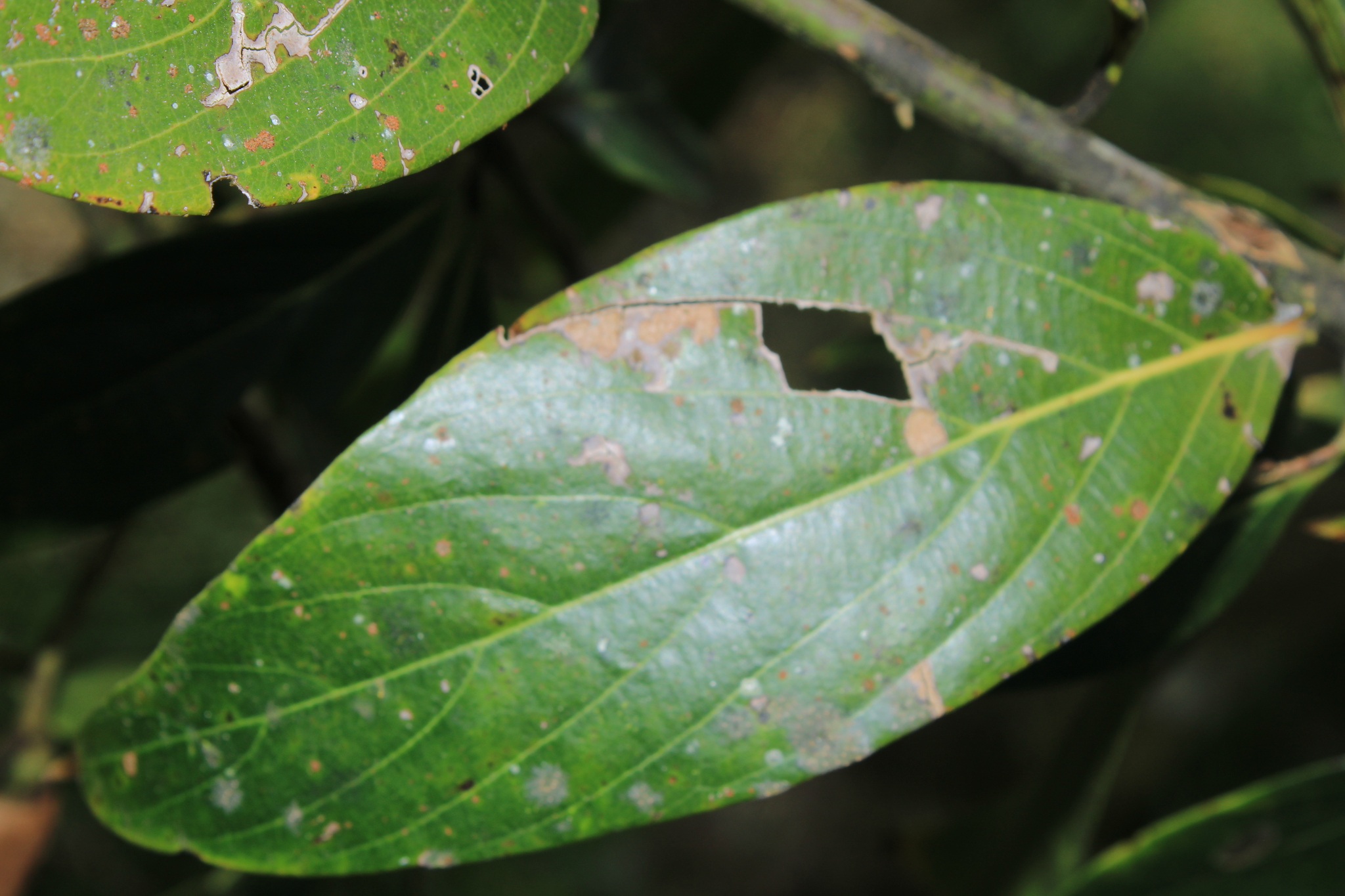Imagem de Canela-preta