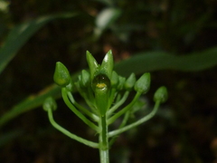 Malaxis lepanthiflora