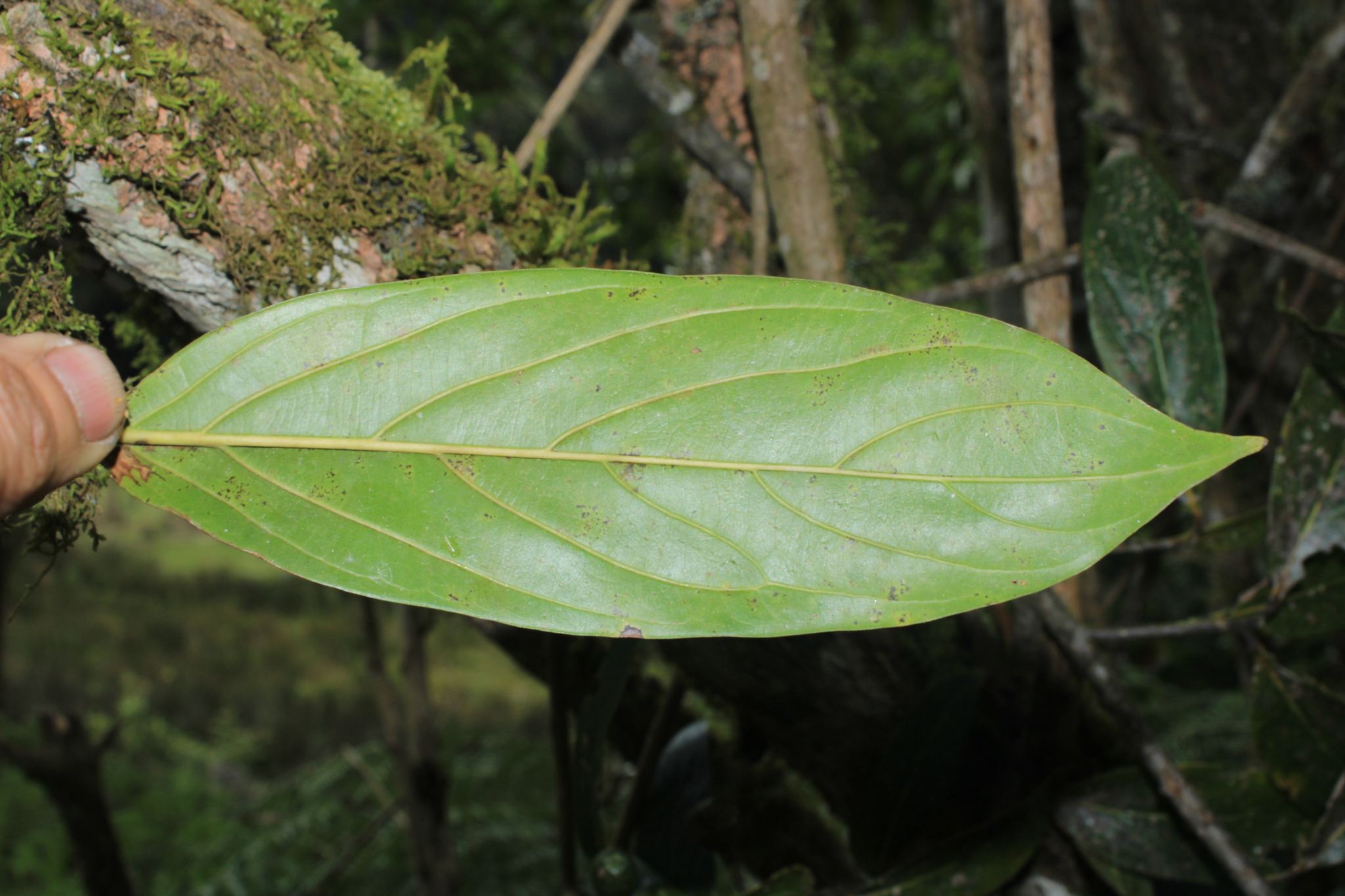 Imagem de Canela-preta