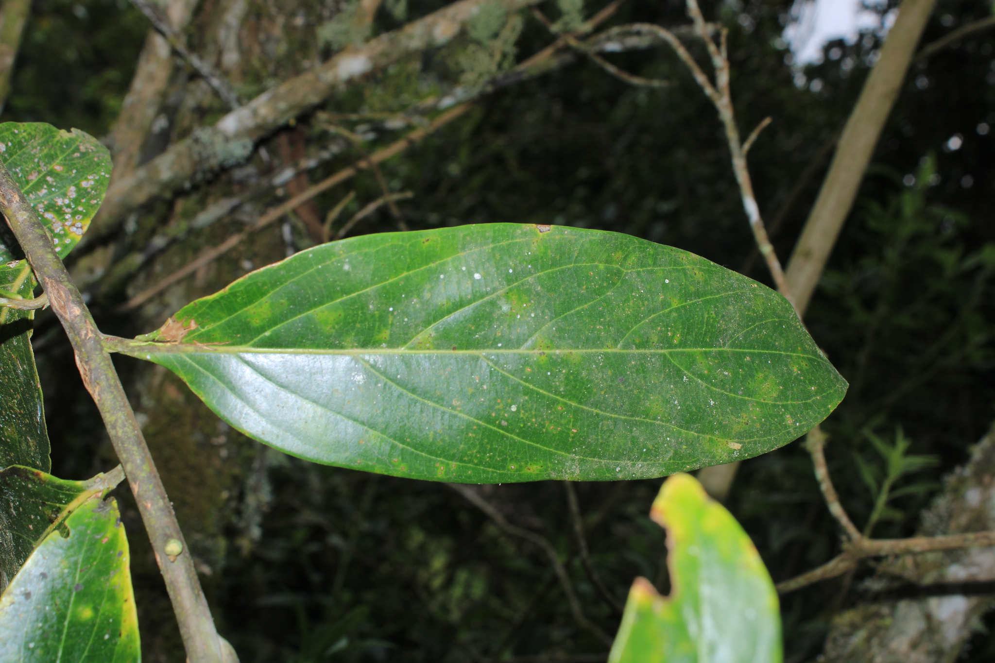 Imagem de Canela-preta
