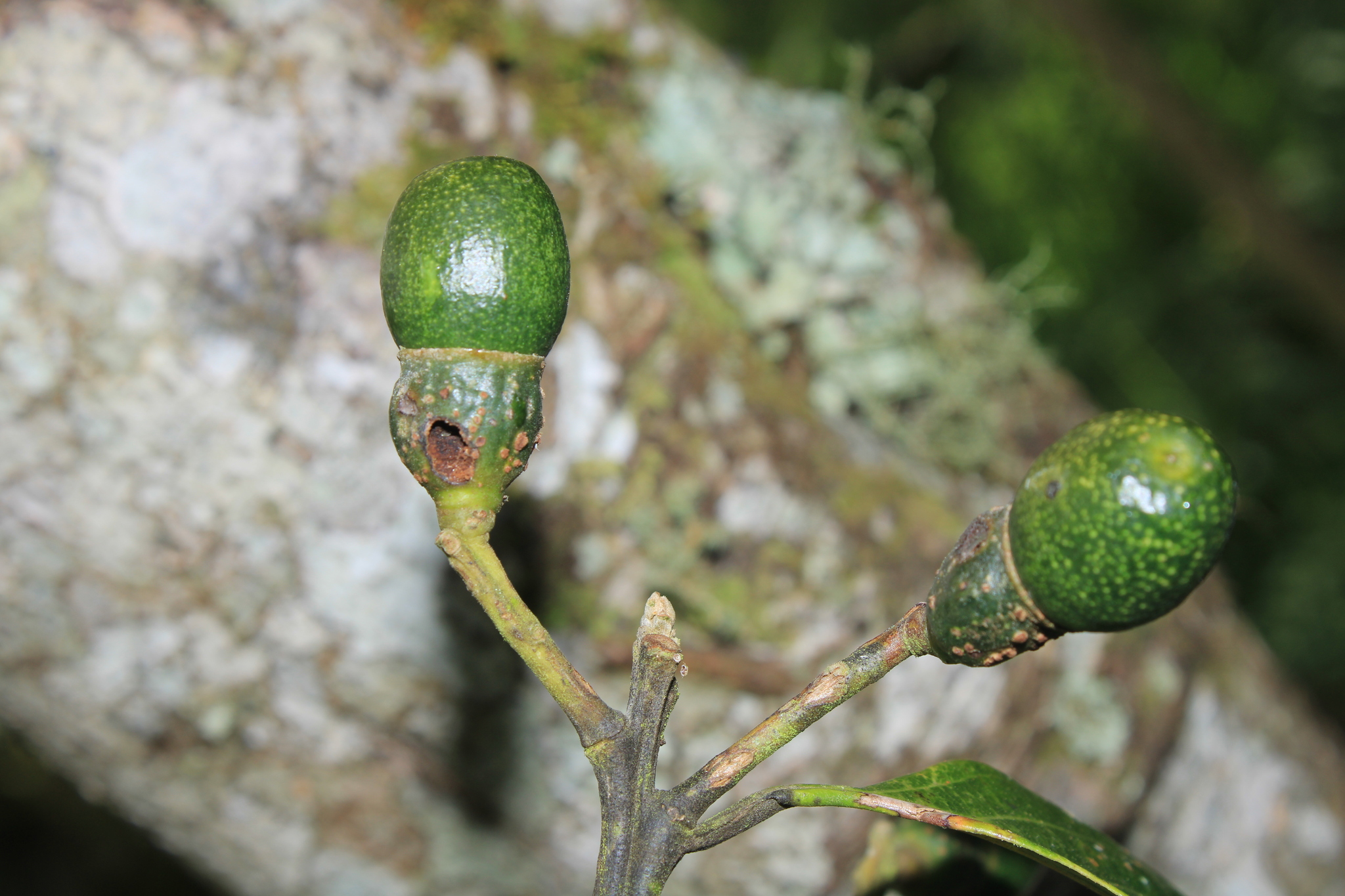 Imagem de Canela-preta