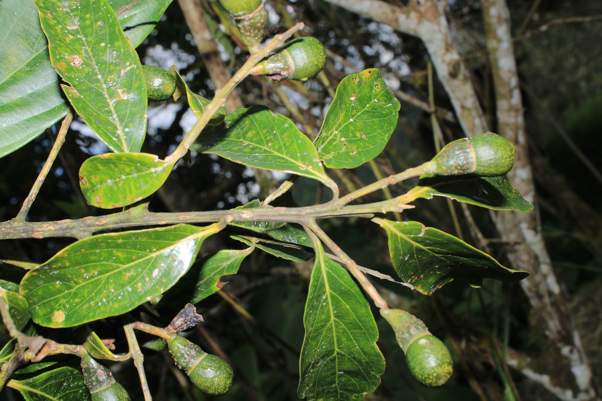 Imagem de Canela-preta
