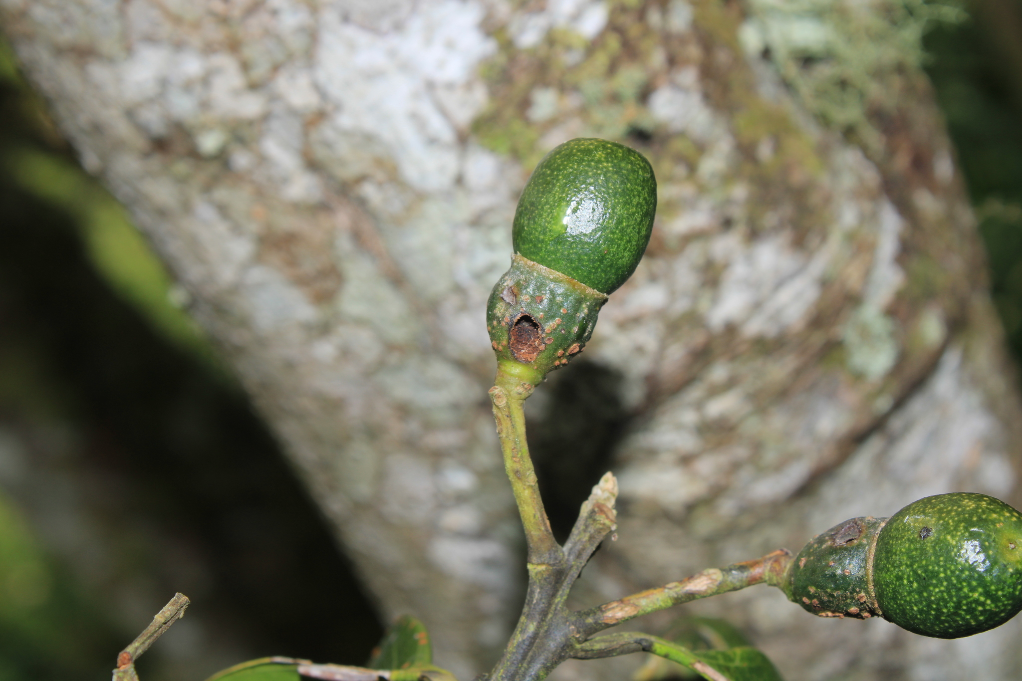 Imagem de Canela-preta