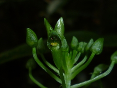 Malaxis lepanthiflora