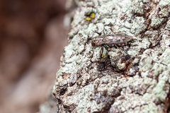 Chrysobothris femorata