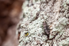 Chrysobothris femorata