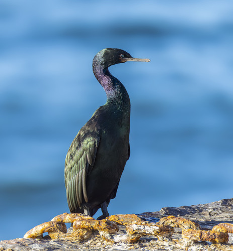 Pelagic Cormorant