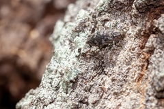 Chrysobothris femorata