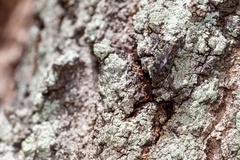 Chrysobothris femorata