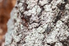 Chrysobothris femorata