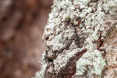 Chrysobothris femorata