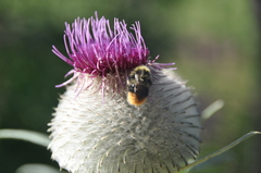 Bombus pratorum