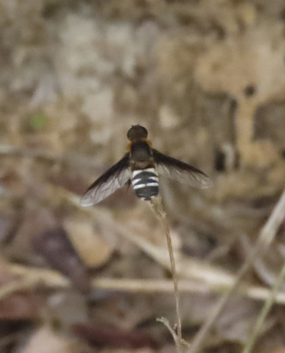 Exoprosopa interrupta