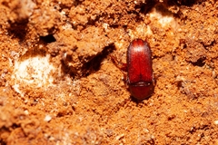 Uloma punctulata