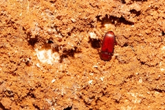 Uloma punctulata