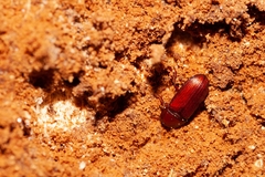 Uloma punctulata