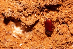 Uloma punctulata