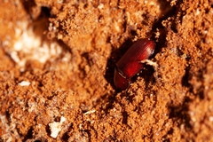 Uloma punctulata