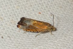 Pammene aurita