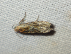 Eucosma cana