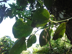 Passiflora orbiculata