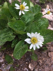 Caltha chionophila