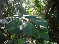 Passiflora orbiculata