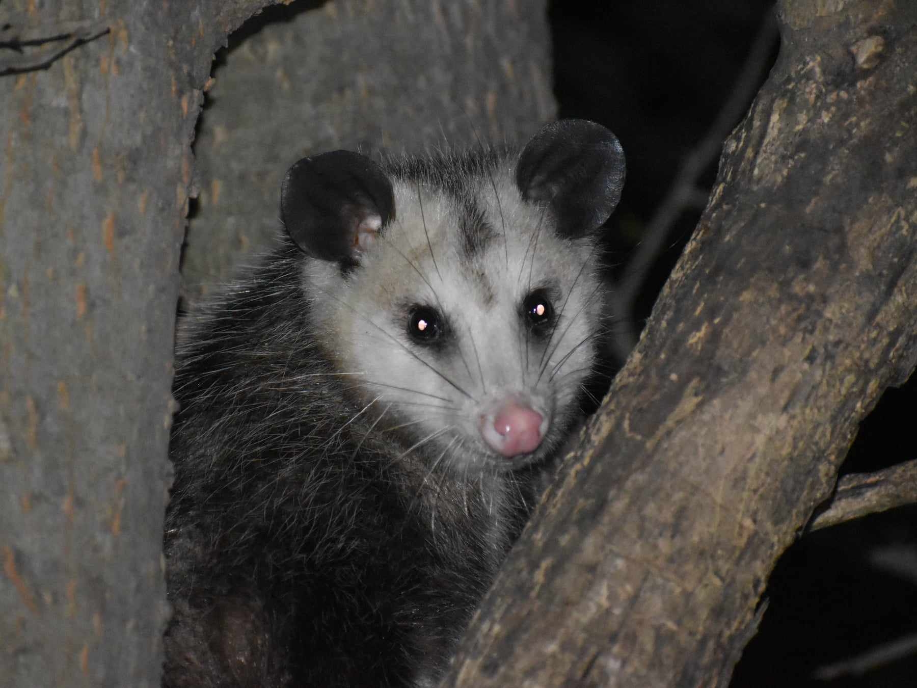 Didelphis virginiana<br>17 December, 2024