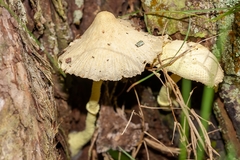 Leucocoprinus birnbaumii image