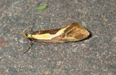 Harpella forficella
