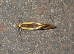Harpella forficella