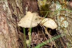 Leucocoprinus birnbaumii image