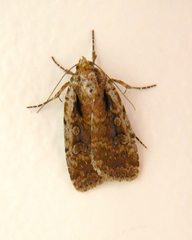 Eueretagrotis attentus