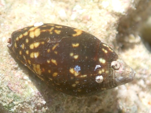 Mitra maculosa, 2024-12-18